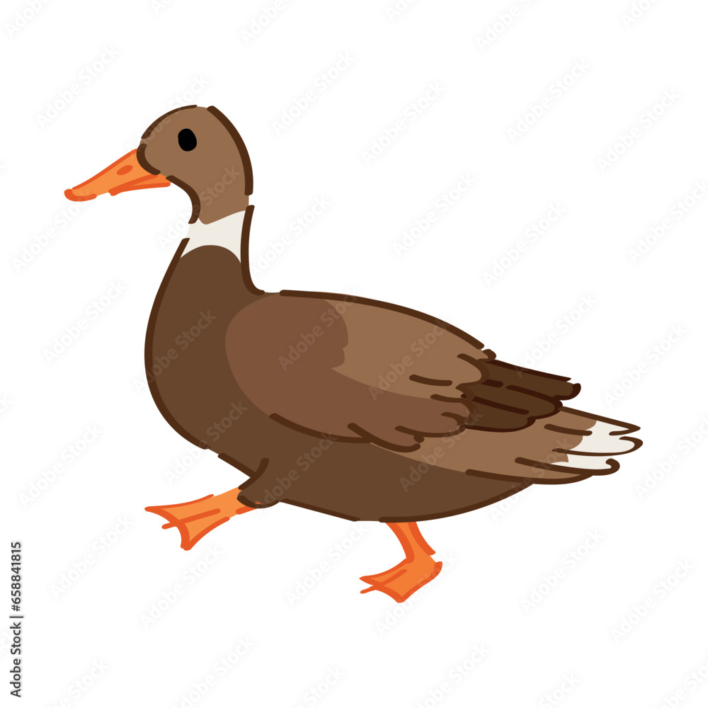 Cute duck on white background