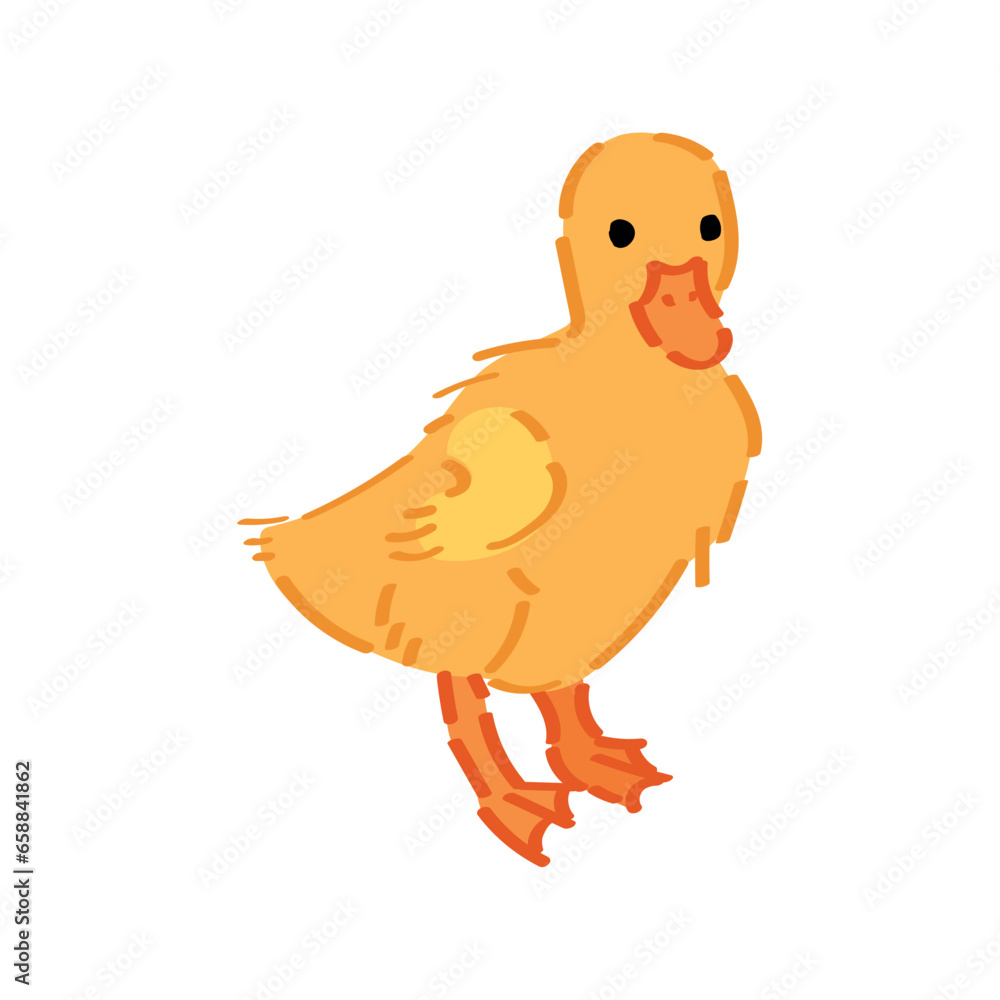 Small duckling on white background