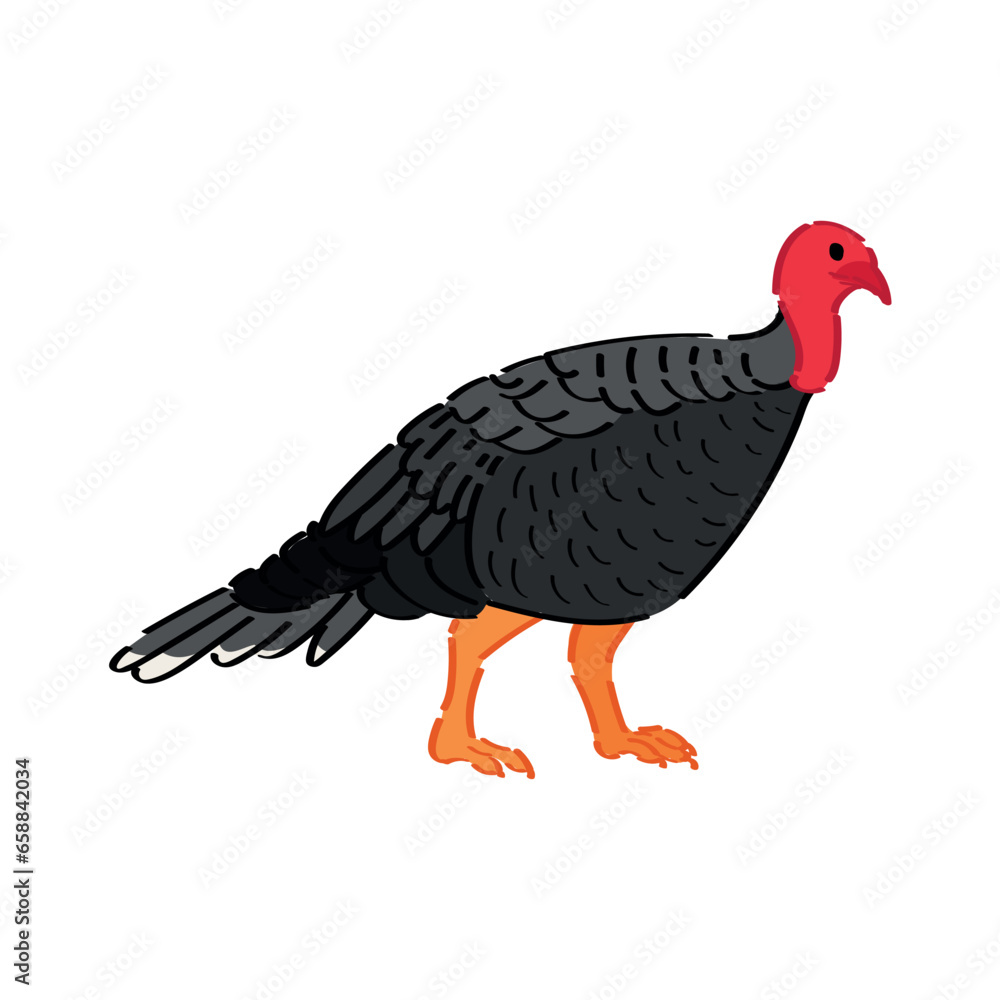 Cute turkey on white background