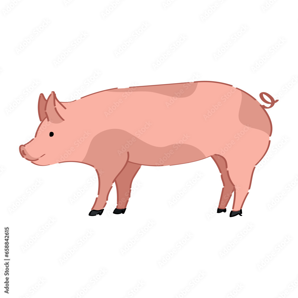 Funny pig on white background