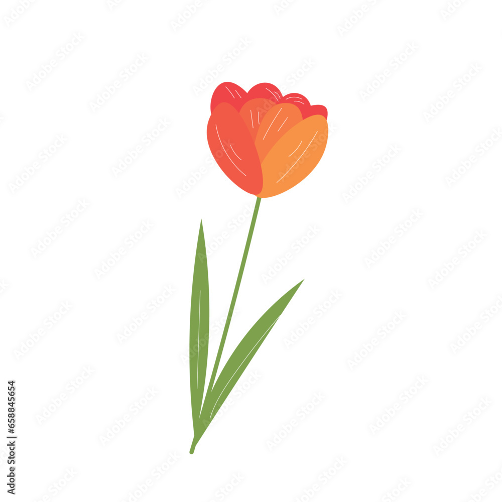 Beautiful tulip flower on white background