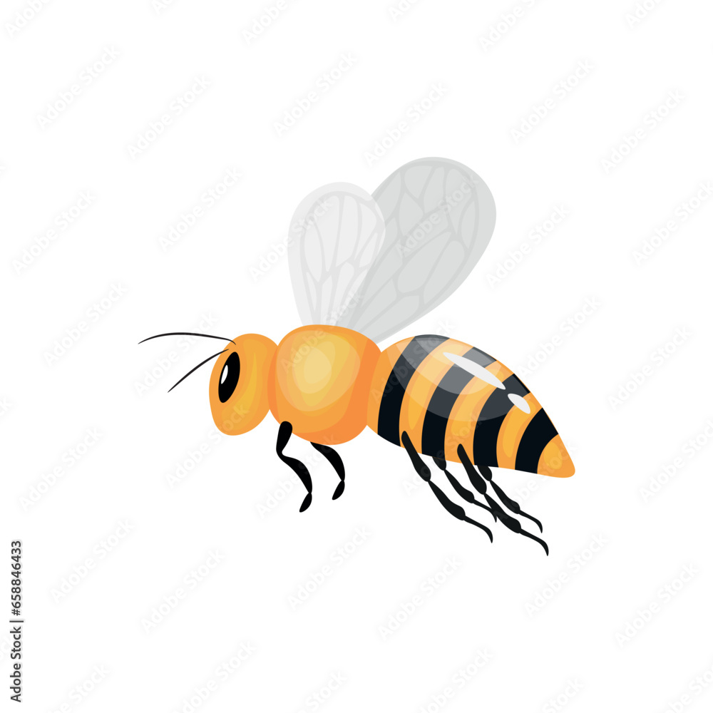 Honey bee on white background