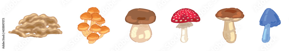 Set of different mushrooms on white background