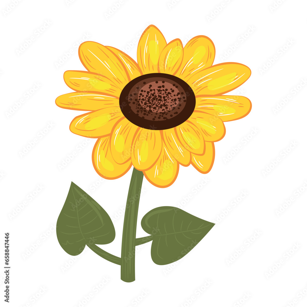 Beautiful sunflower on white background