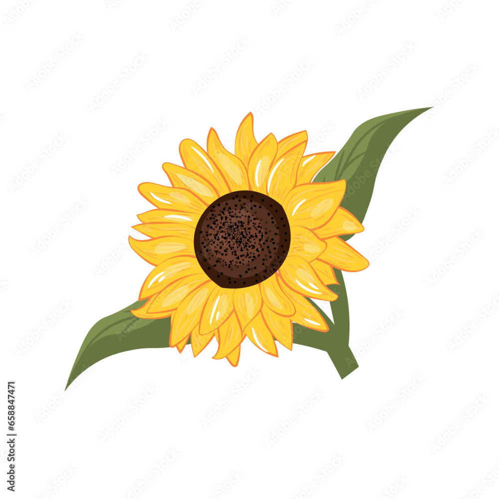 Beautiful sunflower on white background