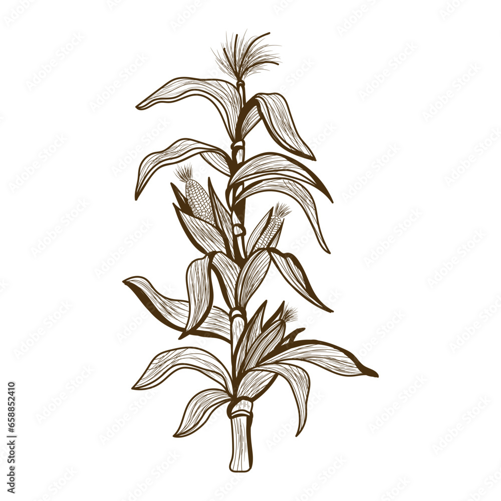 Growing corn on white background