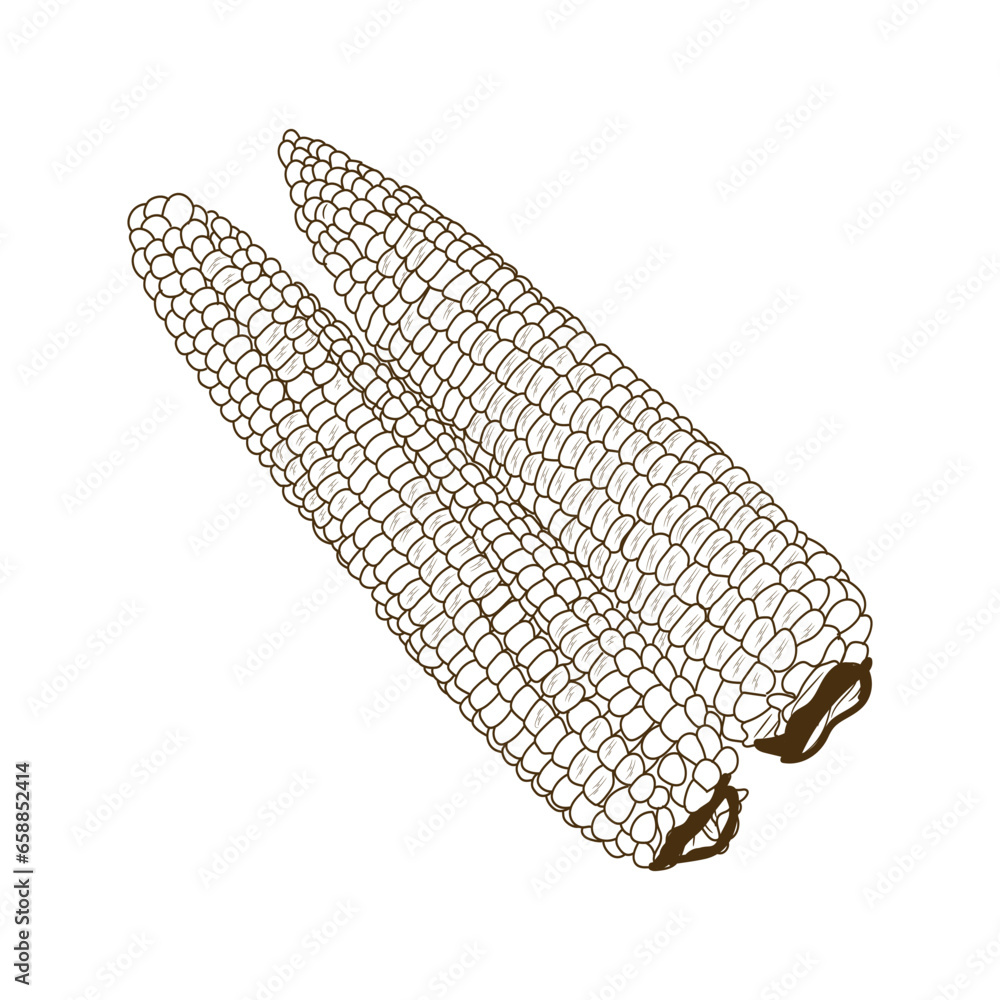 Fresh corn cobs on white background