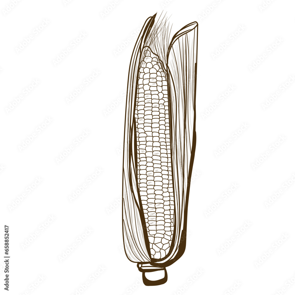 Drawn corn cob on white background