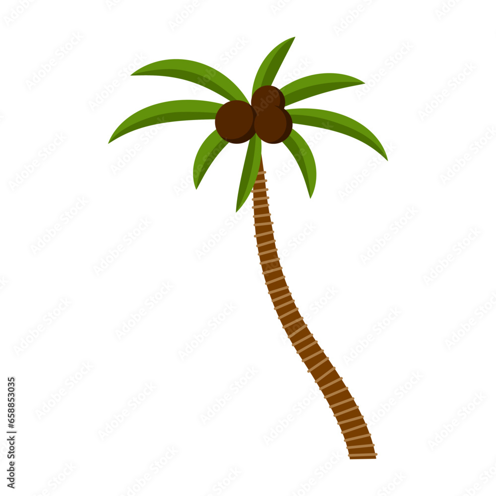 Coconut palm on white background