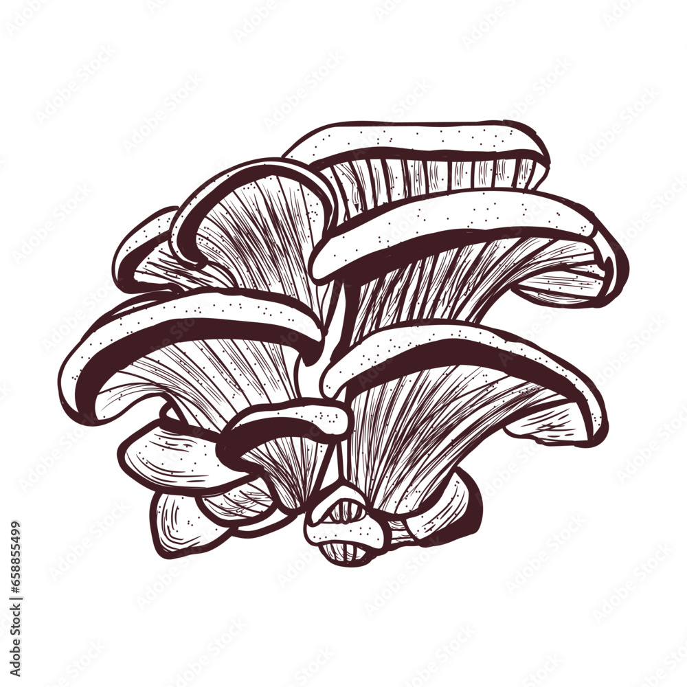 Oyster mushrooms on white background