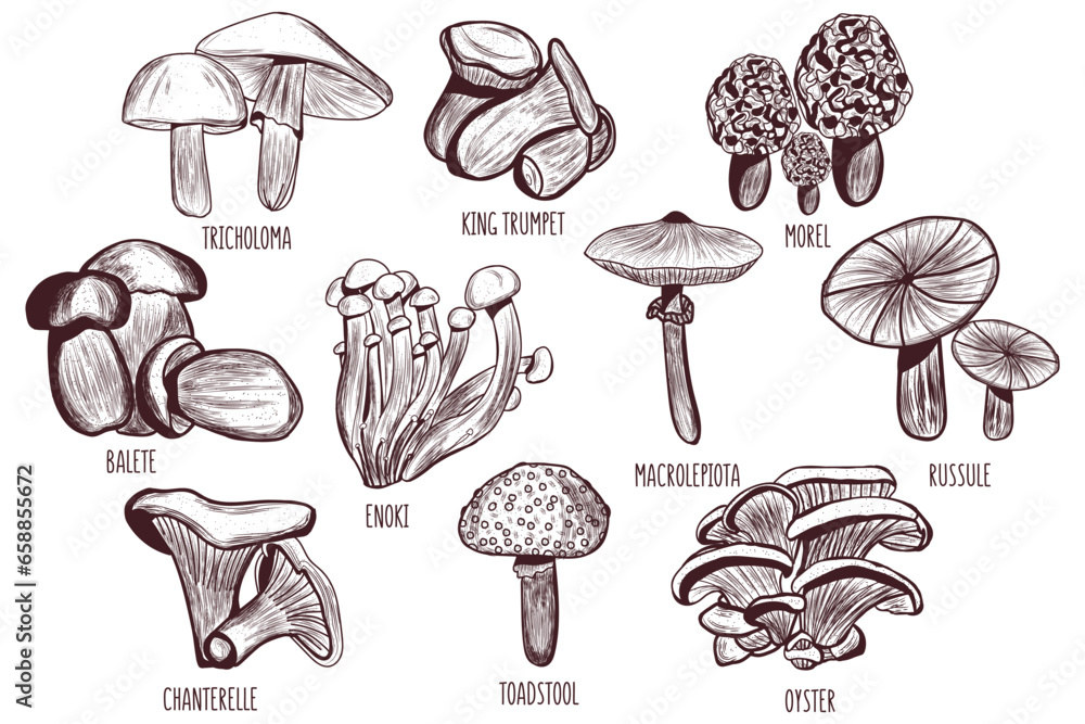 Set of different drawn mushrooms on white background