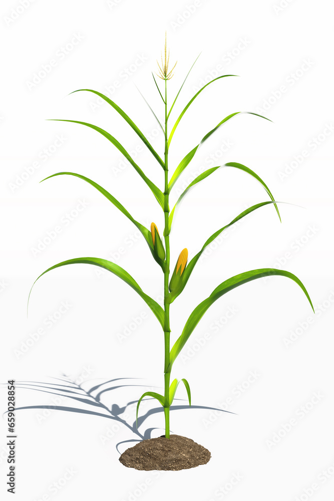 One corn plant with yellow cobs on a white background. Corn plant 3D on isolated background