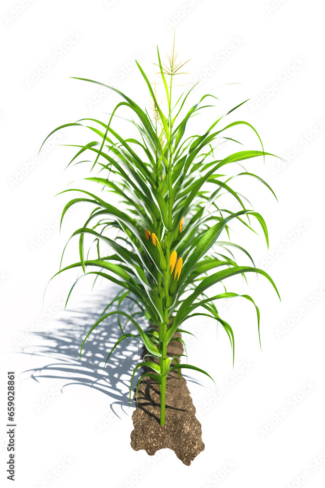 One row of corn plants with yellow cobs on a white background. Corn plant 3D on isolated background