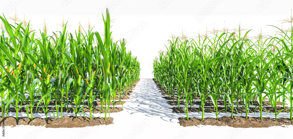 Rows of corn plants with green cobs on a white background. Corn plant 3D on isolated background