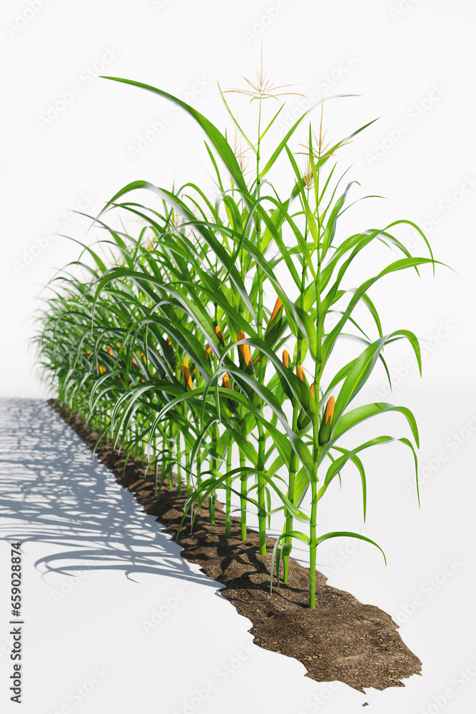 One row of corn plants with yellow cobs on a white background. Corn plant 3D on isolated background