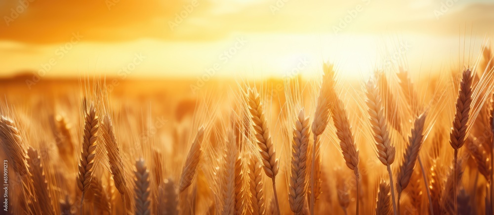 Sunset sky backdrop with ripening wheat field setting sun rays on rural horizon Close up nature photo portraying idea of bountiful harvest