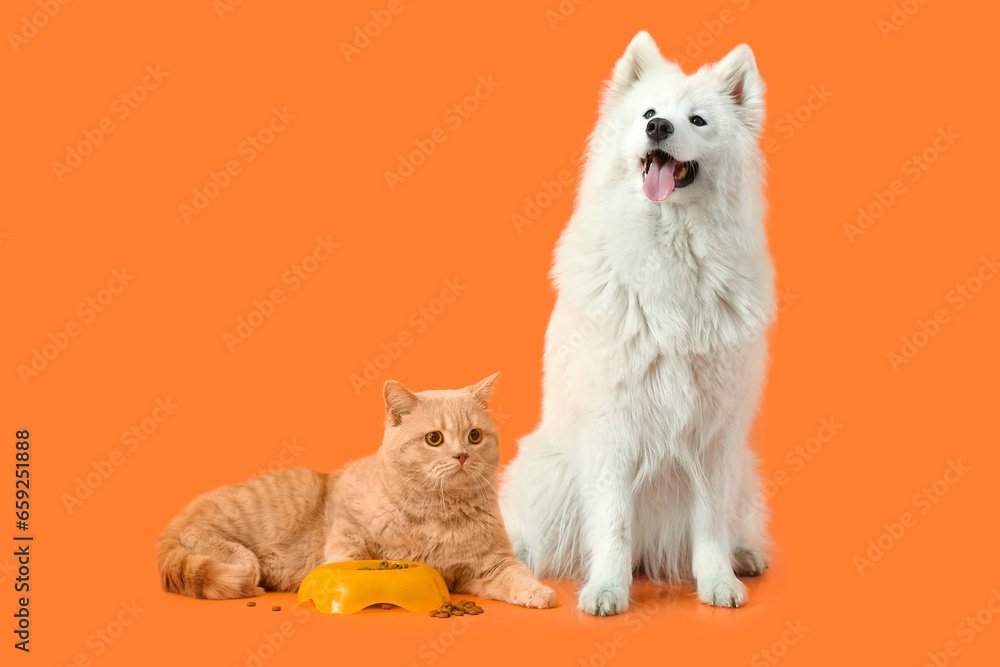 Cute cat and dog near bowl with food on orange background