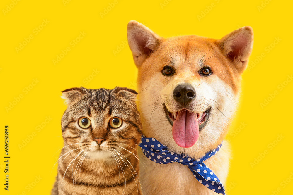 Cute Scottish fold cat and Akita Inu dog on yellow background