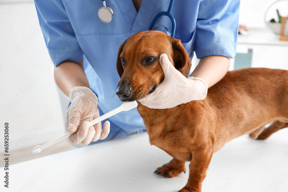 Female veterinarian brushing teeth of dachshund dog in clinic, closeup