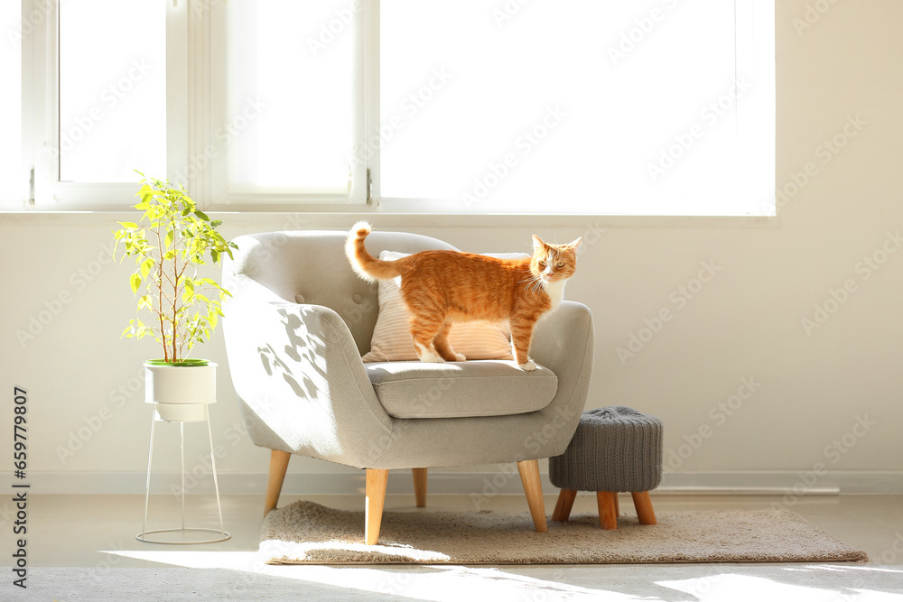 Cute red cat on grey armchair in living room