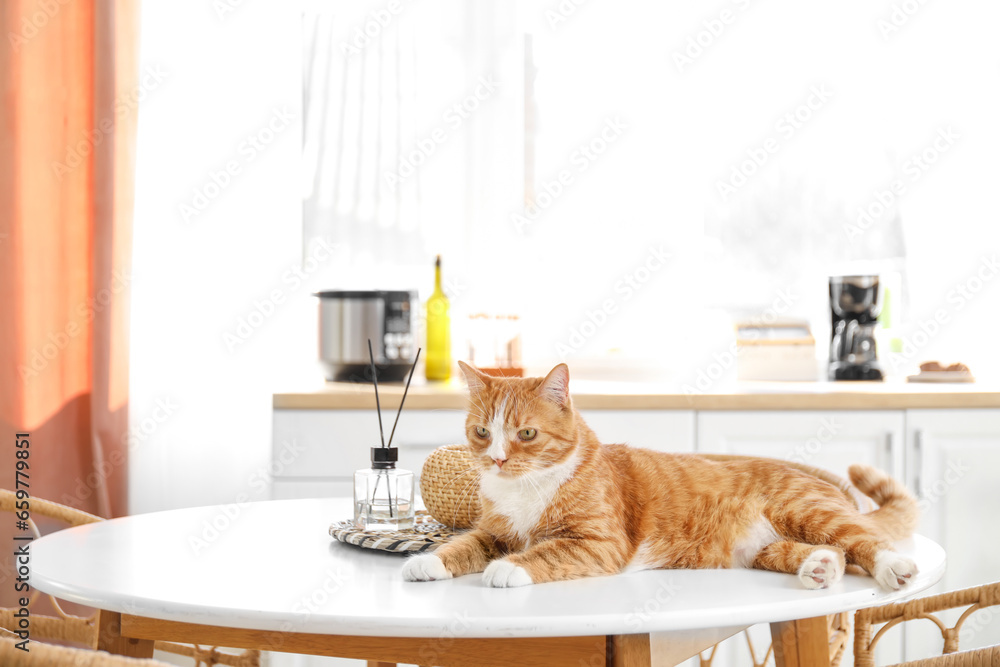 Cute red cat lying on dining table in kitchen