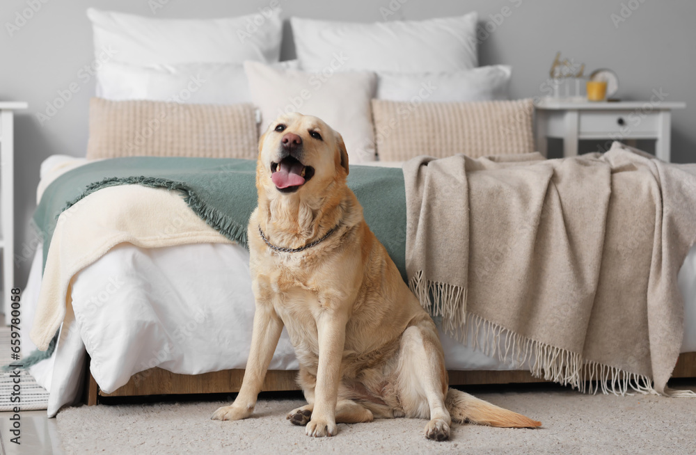 Cute Labrador dog sitting on carpet in bedroom