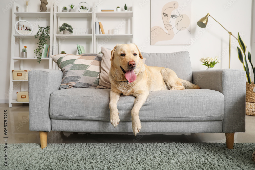 Cute Labrador dog lying on sofa at home