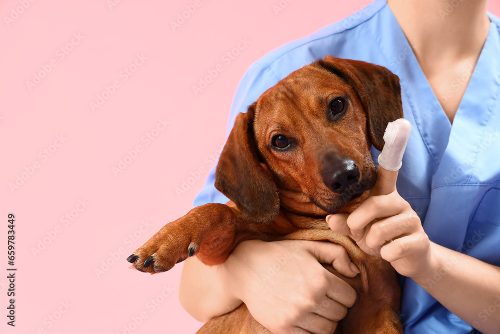 Female veterinarian brushing teeth of dachshund dog on pink background, closeup