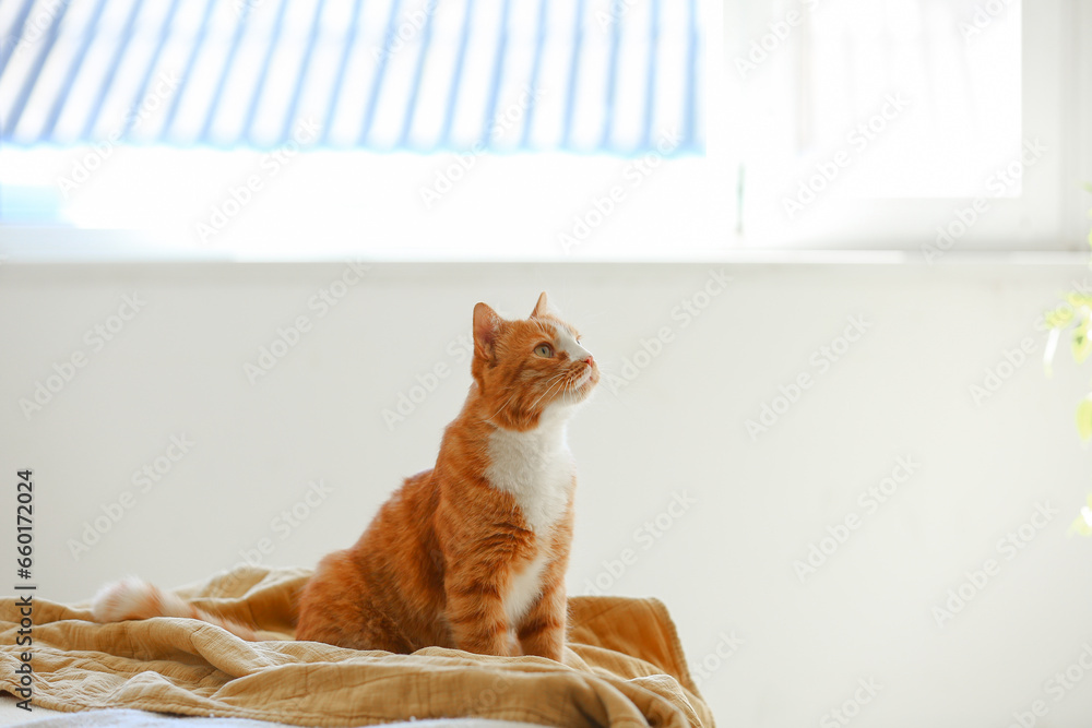 Cute red cat sitting on blanket in bedroom