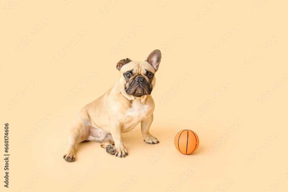 Cute French bulldog with toy on beige background