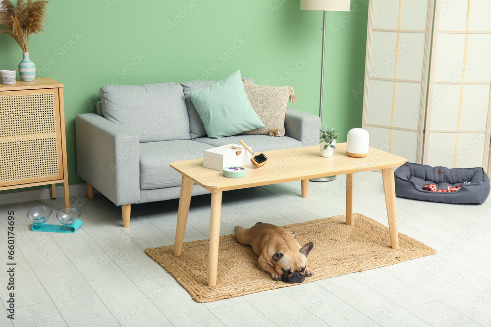 Cute French bulldog lying on carpet under table in living room