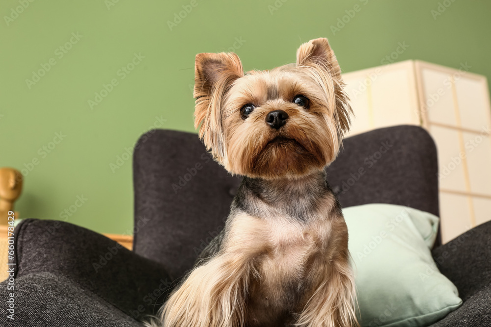 Cute small Yorkshire terrier dog sitting on armchair in living room