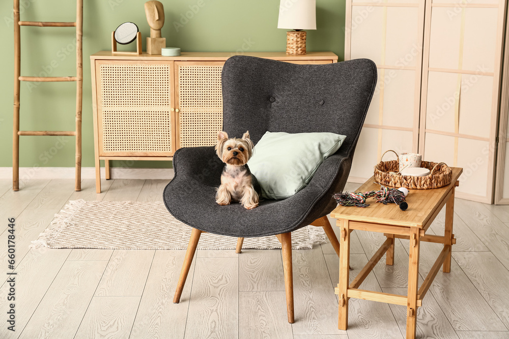 Cute small Yorkshire terrier dog sitting on armchair in living room