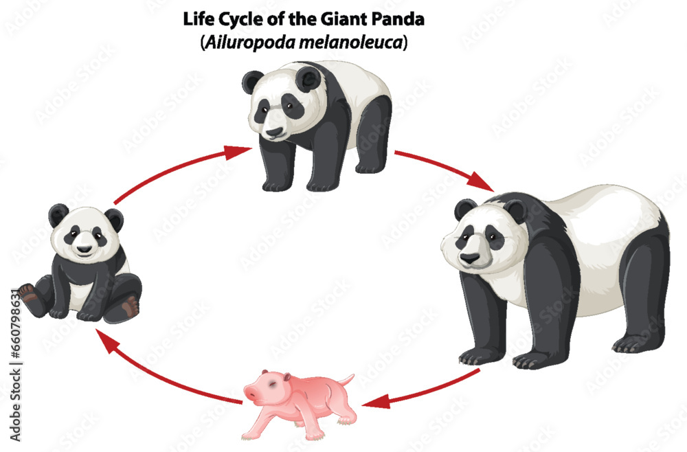 Biology Study: Panda Life Cycle Infographic