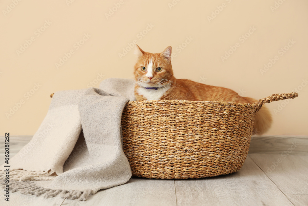 Cute red cat in wicker basket with plaid near beige wall