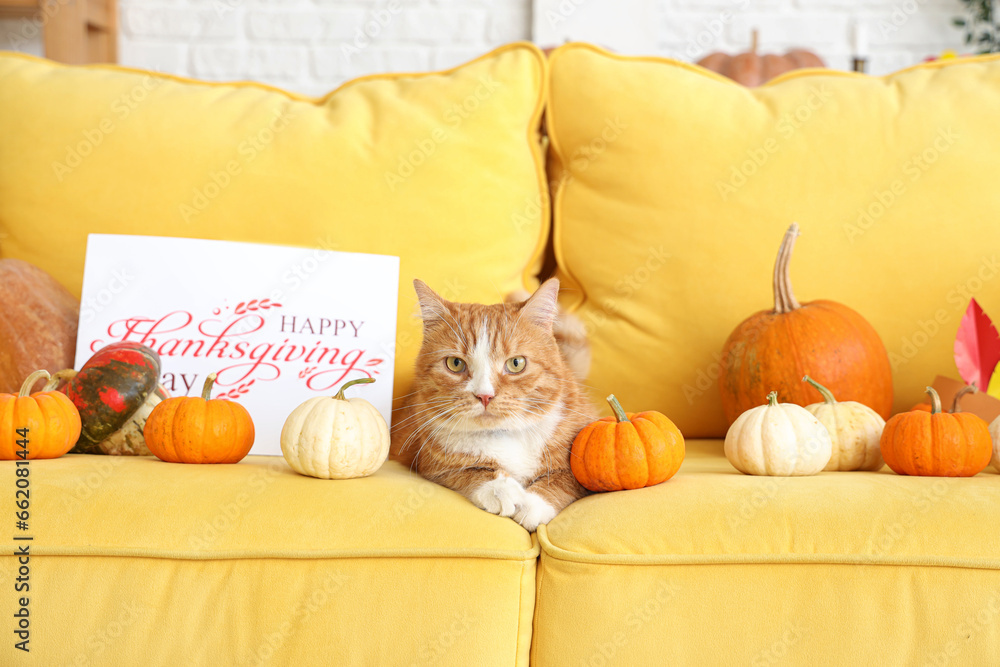 Cute cat with pumpkins and card for Thanksgiving Day on sofa at home