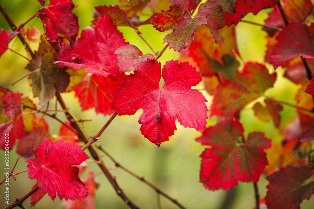 Autumn red leaves in vineyard. Closeup natural background of grapevine leaf. Fall season