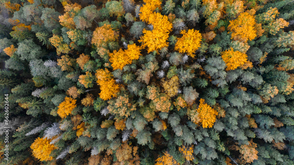 Aerial top down view of fall foliage in boreal forest, colorful autumn trees