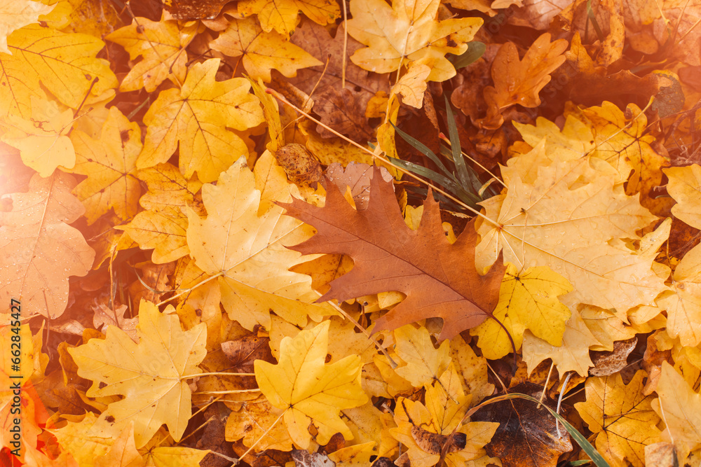 Autumn yellow oak, maple and birch leaves on the ground. Autumn fall background. Top view