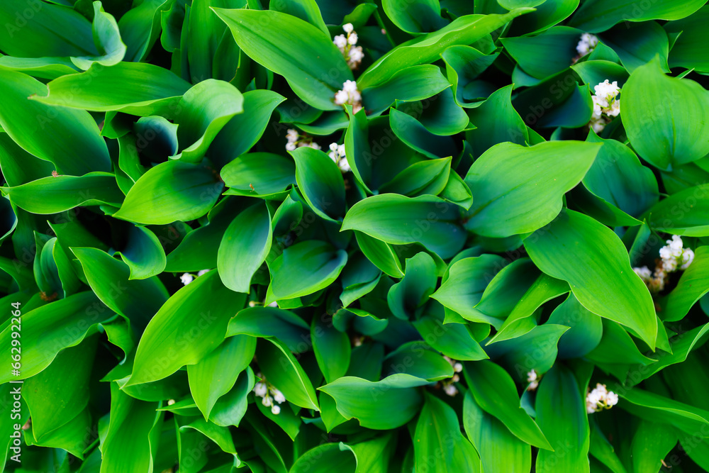 Fresh leafs as a background. Top view. Nature. Photo for abstract background and wallpaper. Picture in large resolution..