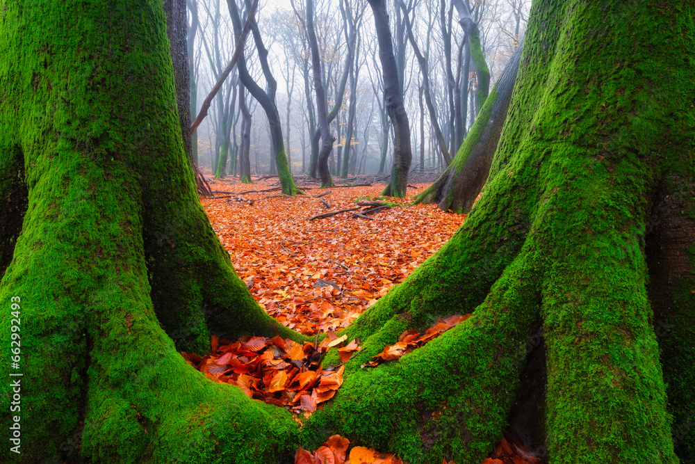 Fall. Trees with moss in the misty forest. A view through the trees. Dense fog in an autumn forest. Natural landscape in autumn time. Fallen yellow leaves.