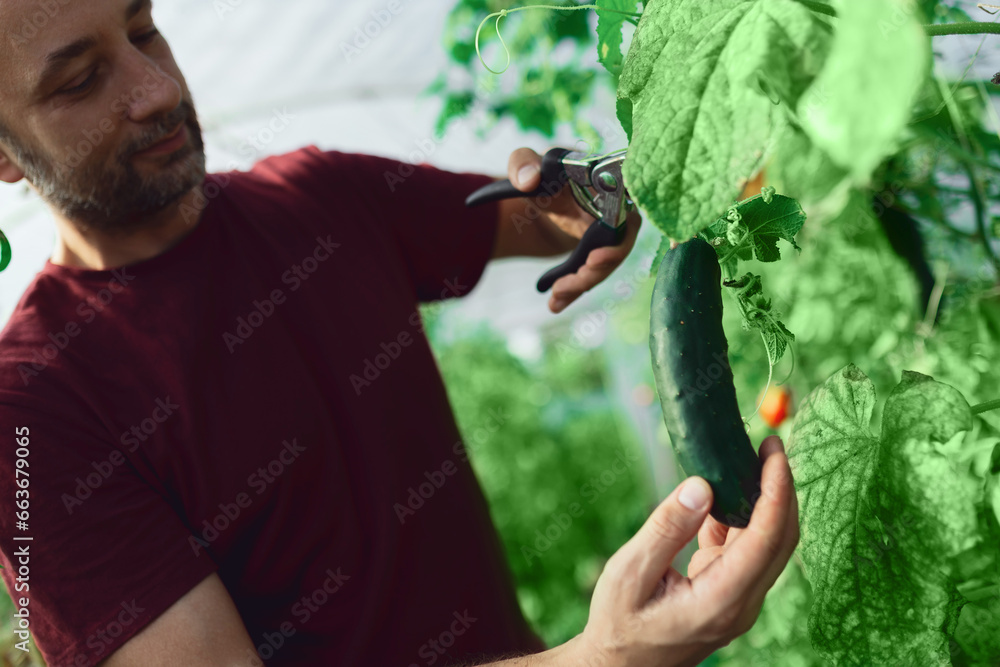 Farmer taking care of organic cucumber in a small greenhouse.