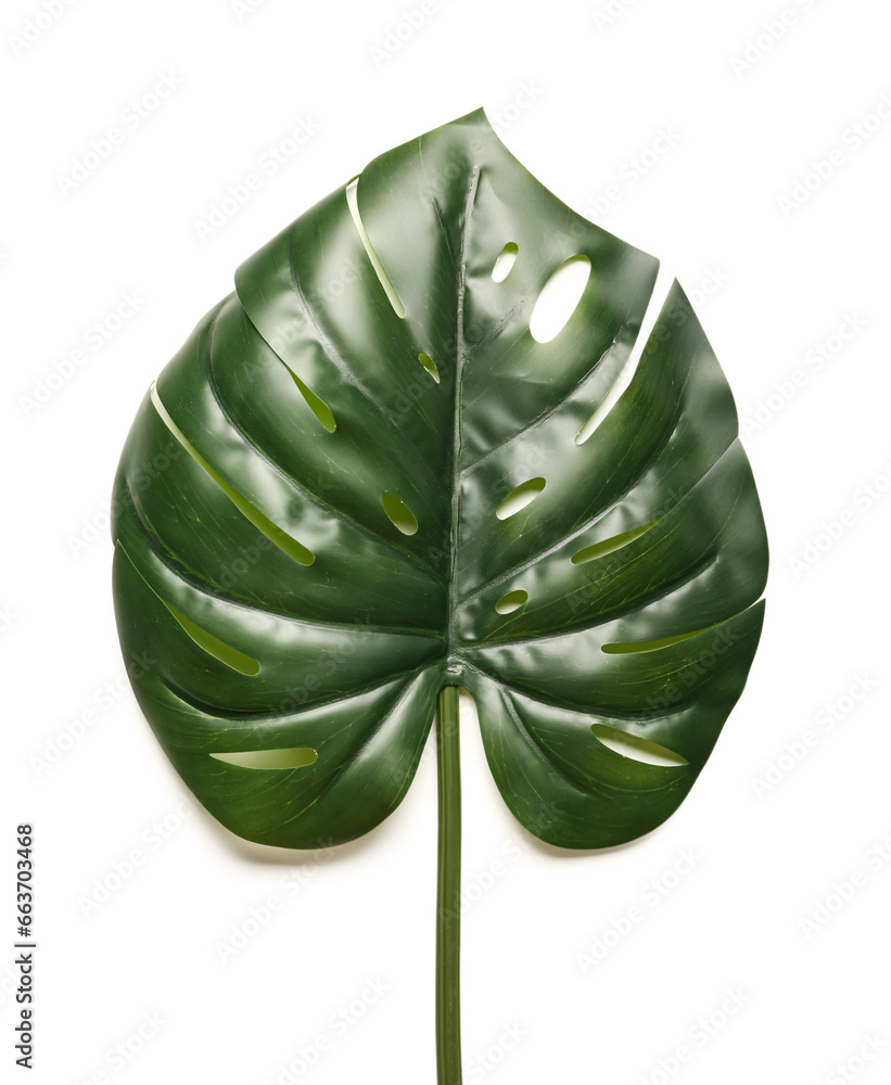 Green leaf on white background