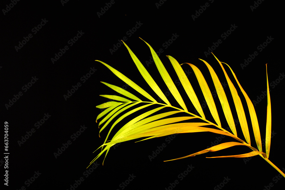 Neon tropical leaf on black background