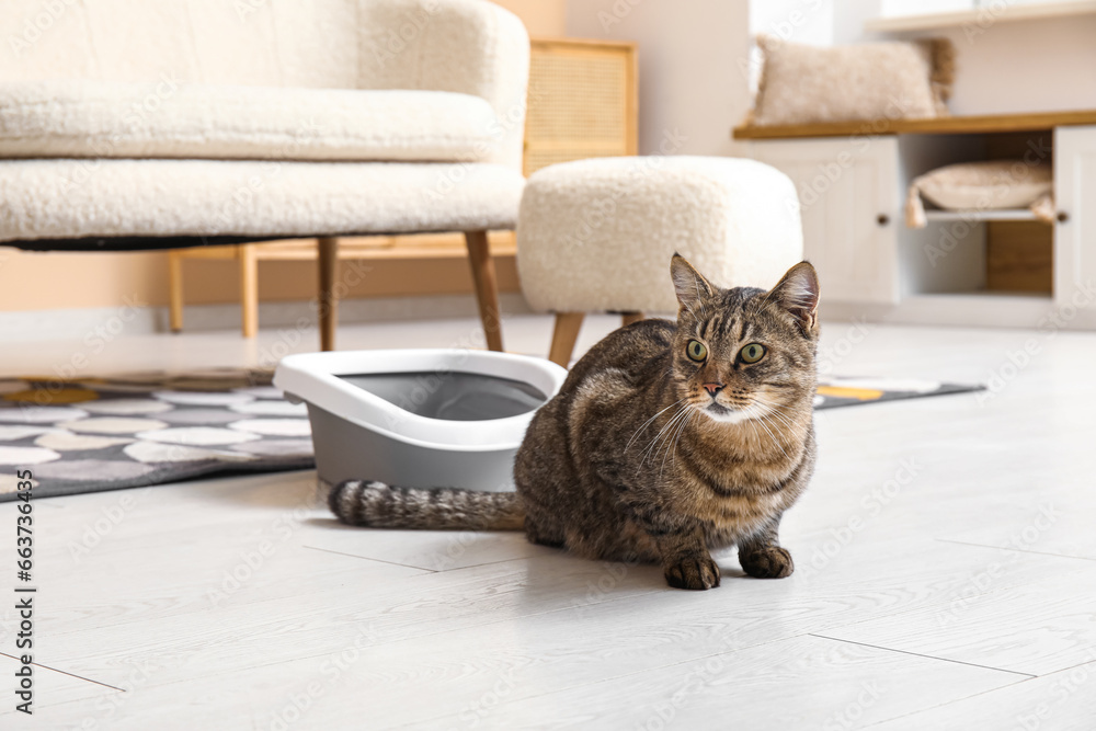 Cute cat with litter box in living room