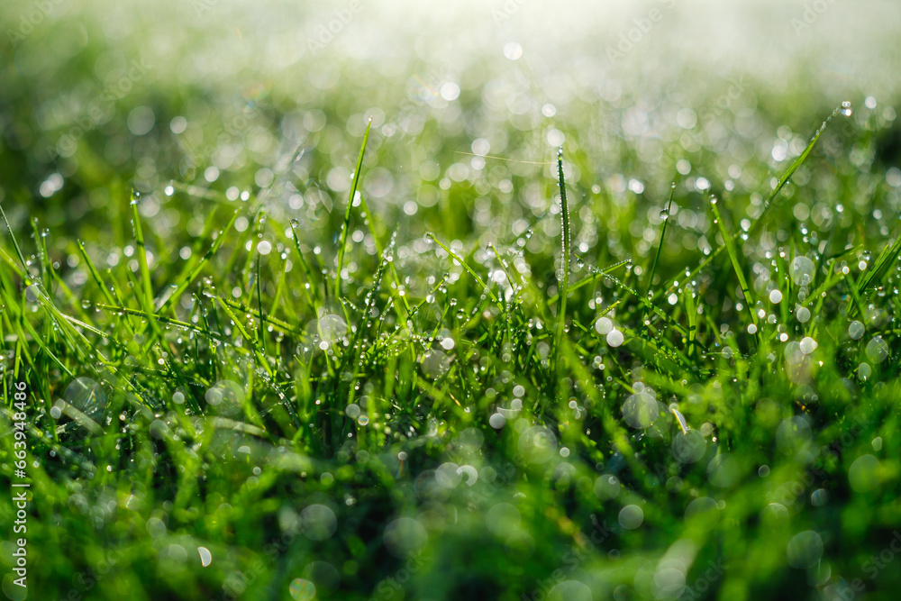 Grass in the dew during dawn. Nature. Bright sunlight. Wet plants in the forest. Photo for design and wallpaper.