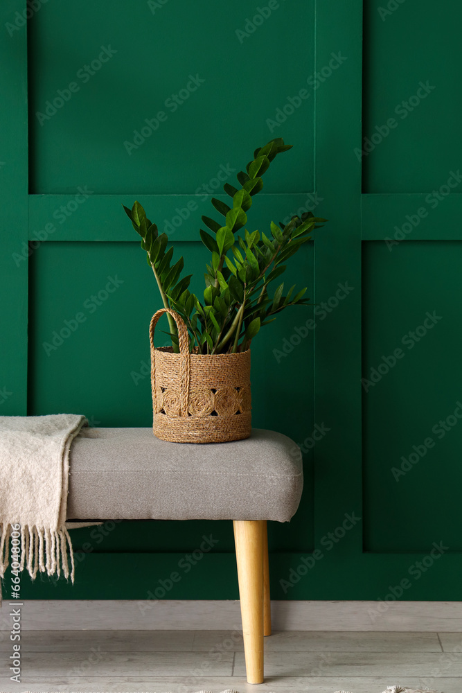 Soft bench with houseplant and plaid near green wall in room