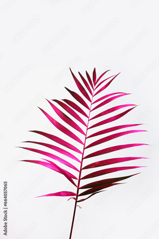 Neon tropical leaf on white background