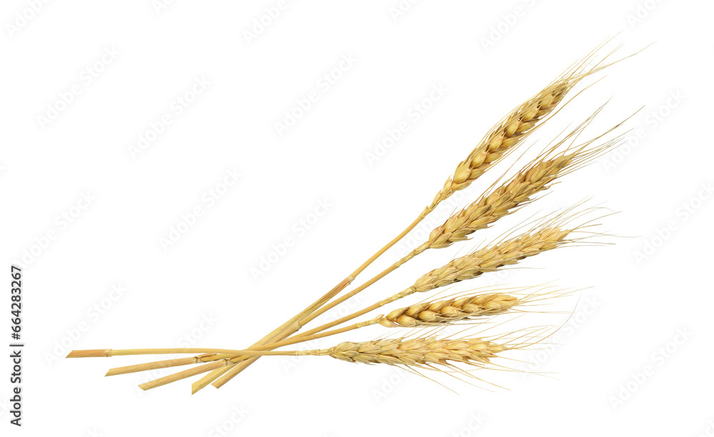 Dry rye spikelets in a corner arrangement isolated on white or transparent background