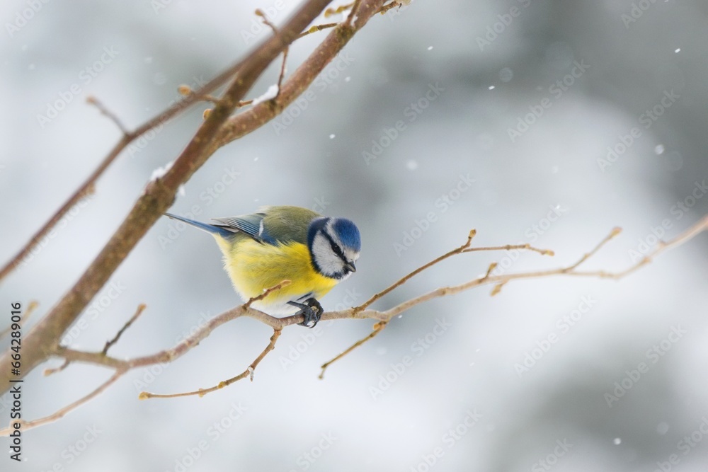 Winter garden scene with blue tit sitting on the branch